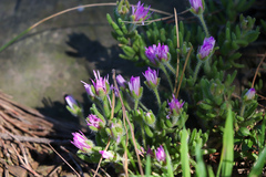 Drosanthemum hispifolium