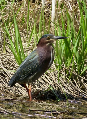 Green Heron photographed in New York