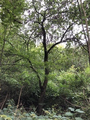 Malus domestica