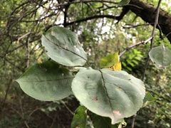 Malus domestica