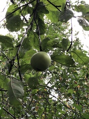 Malus domestica