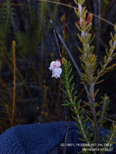Image of Erica verecunda by (c) Seth Musker, some rights reserved (CC BY)