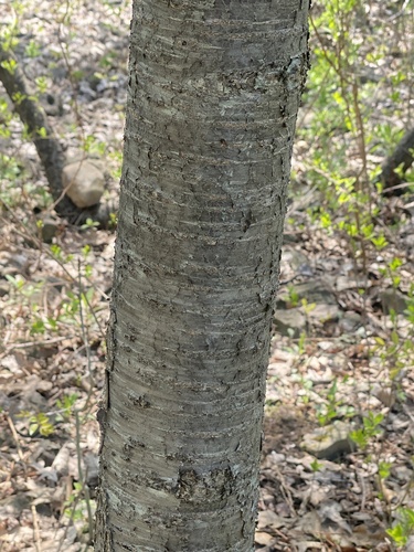 Prunus avium