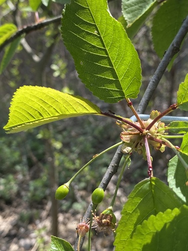 Prunus avium
