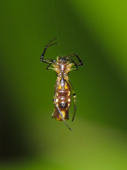 Micrathena funebris
