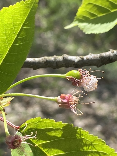 Prunus avium
