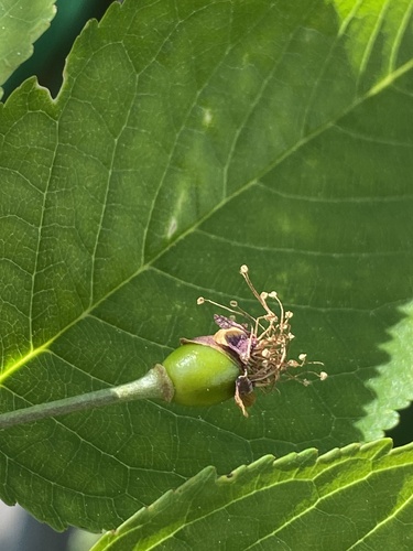 Prunus avium