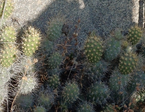 Cumulopuntia sphaerica, photograph 3