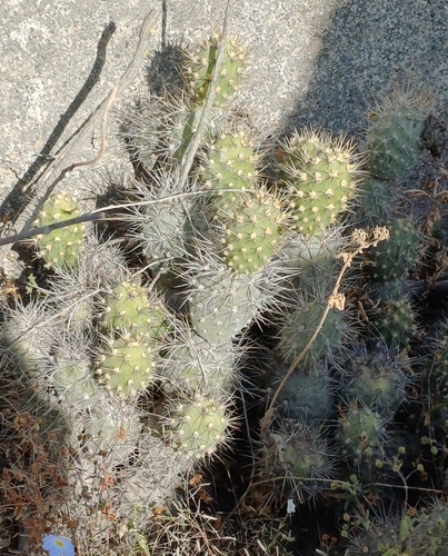 Cumulopuntia sphaerica, photograph 4