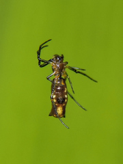 Micrathena funebris