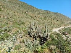 Armatocereus laetus