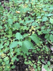 Spiraea