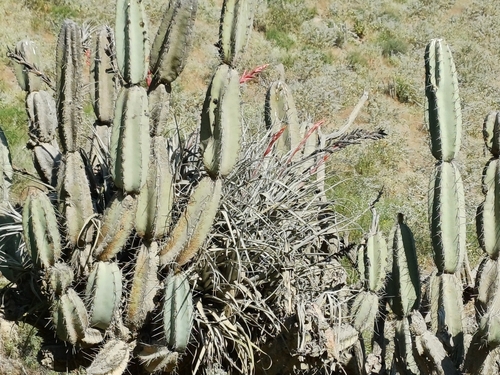 Armatocereus laetus, photograph 1