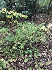 Spiraea
