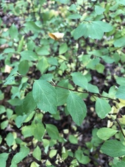 Spiraea