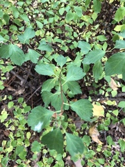 Spiraea