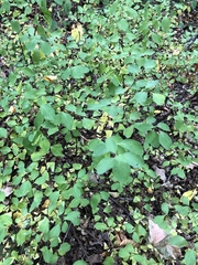 Spiraea