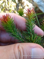 Erica quadrisulcata