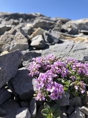 Noccaea rotundifolia