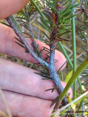 Erica quadrisulcata