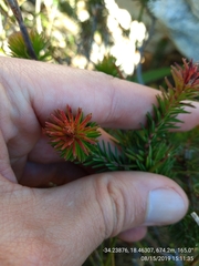 Erica quadrisulcata