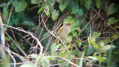 Pycnonotus finlaysoni