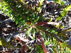 Erica quadrisulcata