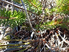 Erica quadrisulcata