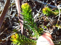 Erica quadrisulcata