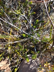 Erica quadrisulcata