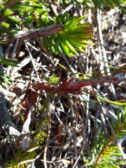 Erica quadrisulcata