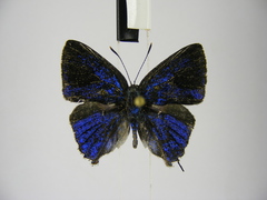 Pilodeudorix ankoleensis