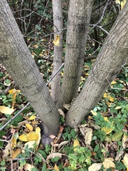 Juglans regia