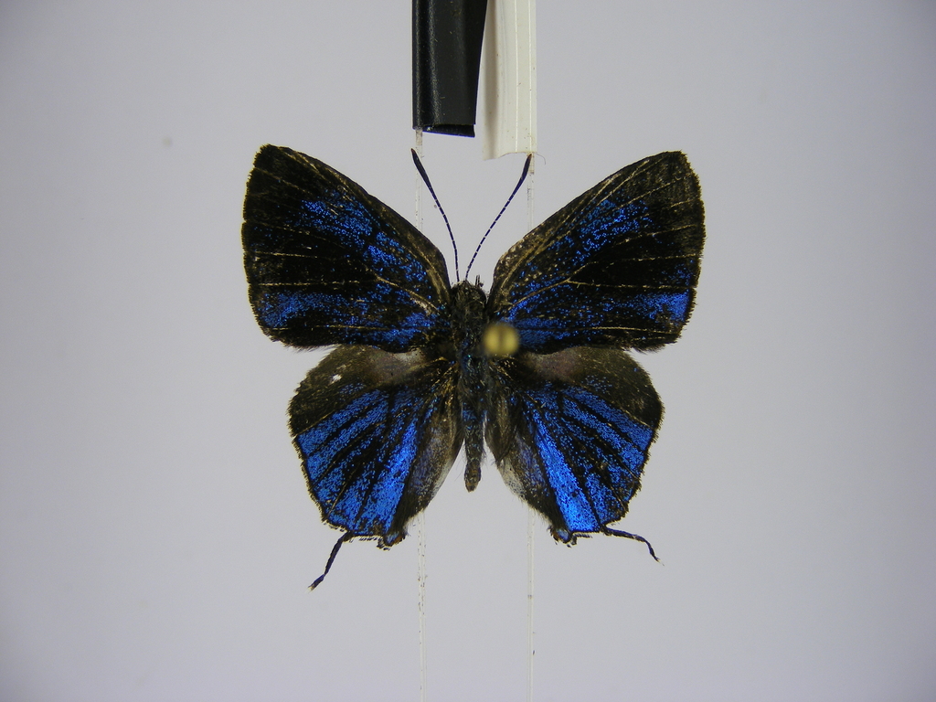 Pilodeudorix ankoleensis