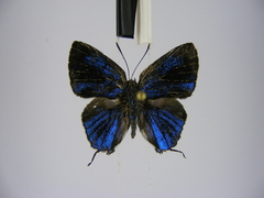 Pilodeudorix ankoleensis