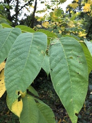 Juglans regia