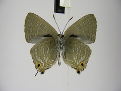 Pilodeudorix ankoleensis