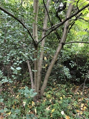 Juglans regia