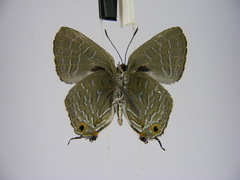 Pilodeudorix ankoleensis