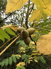 Juglans regia