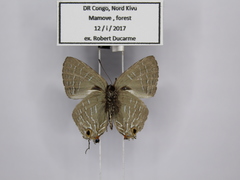 Pilodeudorix ankoleensis