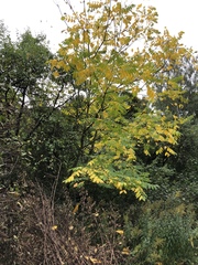 Juglans regia