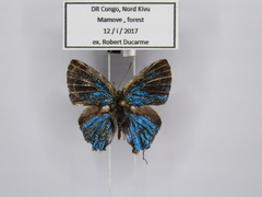 Pilodeudorix ankoleensis