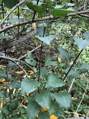 Syringa vulgaris