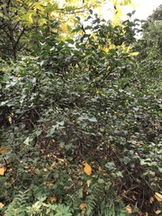 Syringa vulgaris