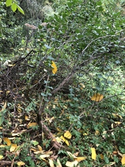 Syringa vulgaris