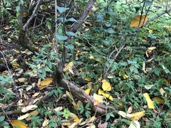 Syringa vulgaris