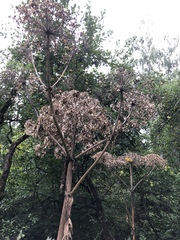 Heracleum sosnowskyi