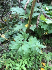 Heracleum sosnowskyi