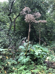 Heracleum sosnowskyi